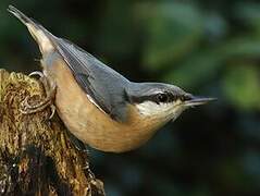 Eurasian Nuthatch