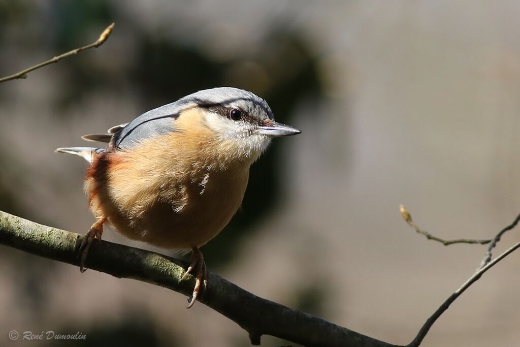 Eurasian Nuthatchadult breeding, identification