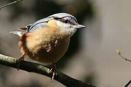 Eurasian Nuthatch