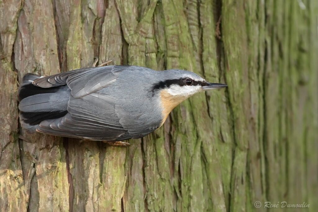 Eurasian Nuthatchadult, identification