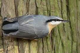 Eurasian Nuthatch