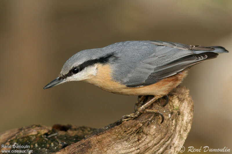 Eurasian Nuthatchadult