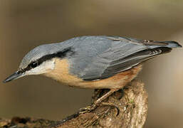 Eurasian Nuthatch