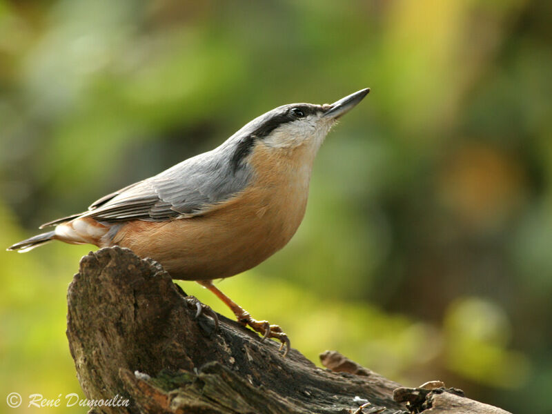 Eurasian Nuthatchadult