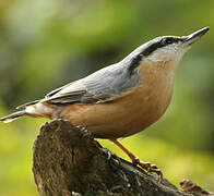 Eurasian Nuthatch