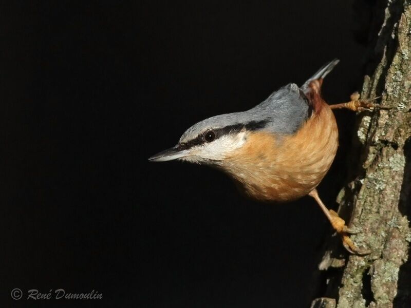 Eurasian Nuthatchadult, identification