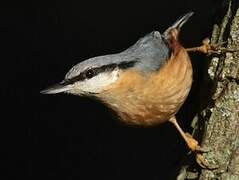 Eurasian Nuthatch