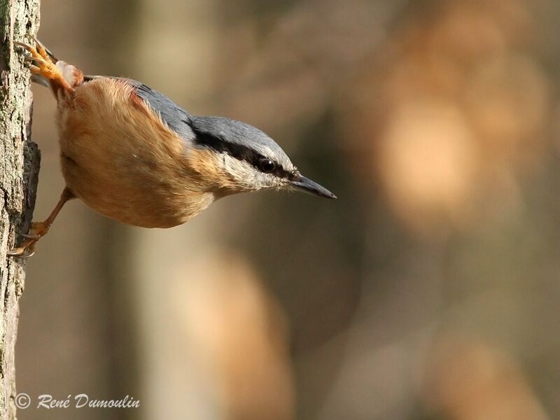 Eurasian Nuthatchadult