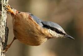 Eurasian Nuthatch