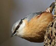 Eurasian Nuthatch