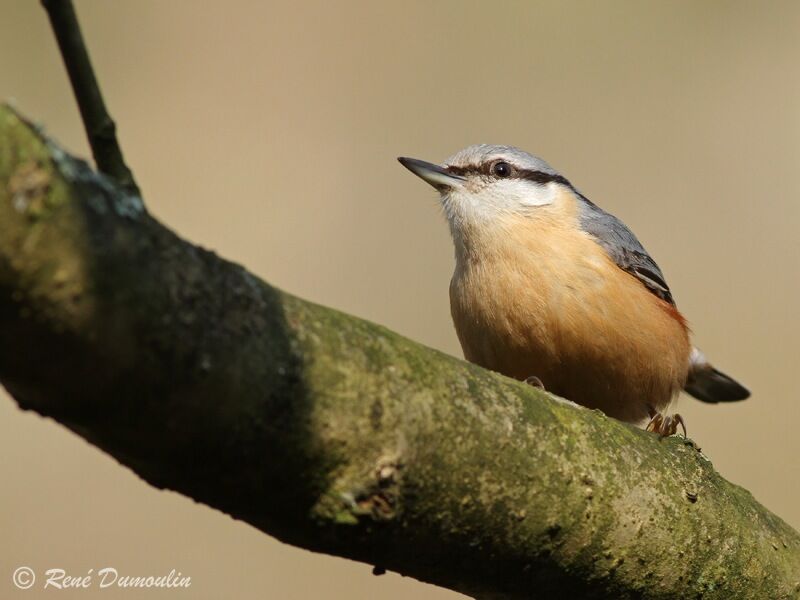 Sittelle torchepotadulte, identification