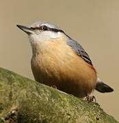 Eurasian Nuthatch