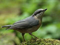 Eurasian Nuthatch