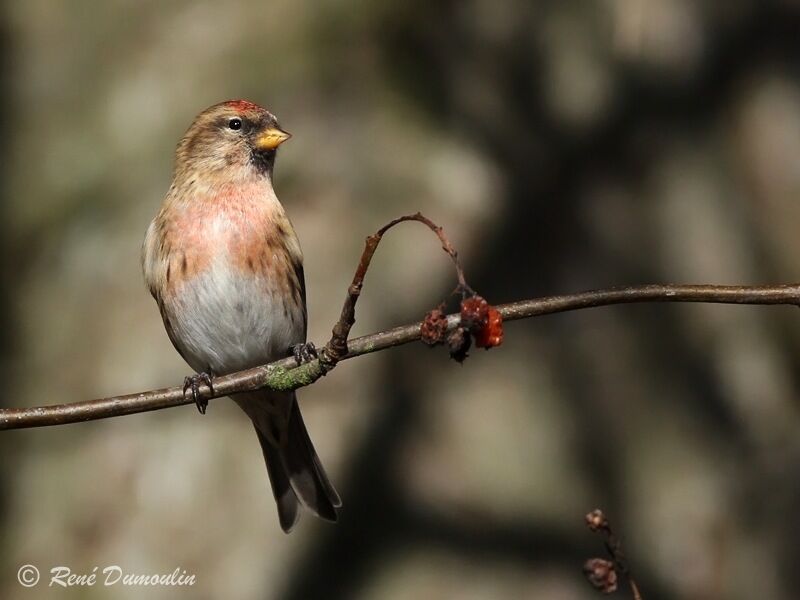 Lesser Redpoll male adult, identification