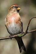 Lesser Redpoll