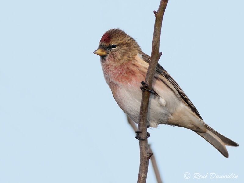 Lesser Redpoll male adult, identification