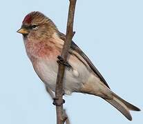 Lesser Redpoll