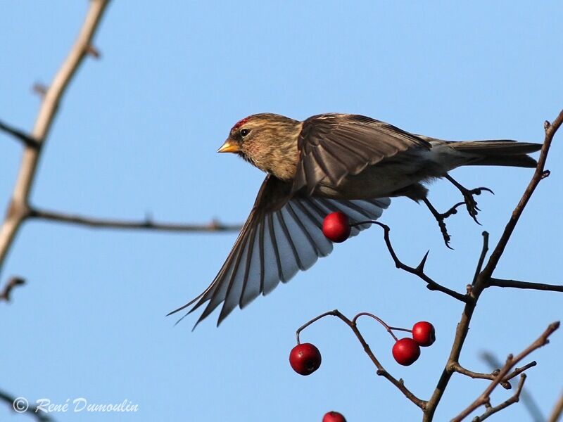 Lesser Redpoll, Flight