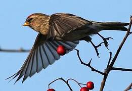 Lesser Redpoll