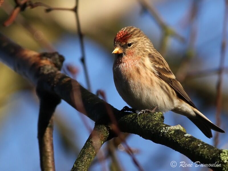 Lesser Redpoll, identification