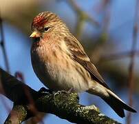 Lesser Redpoll