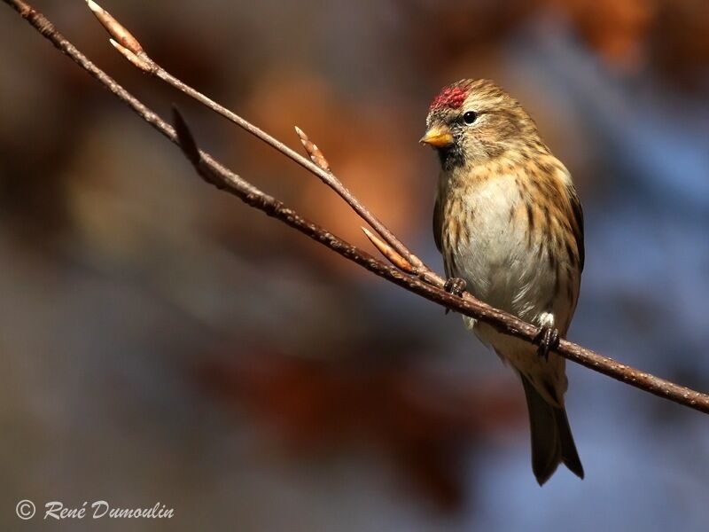 Lesser Redpoll, identification