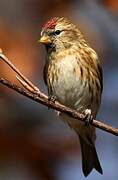 Lesser Redpoll