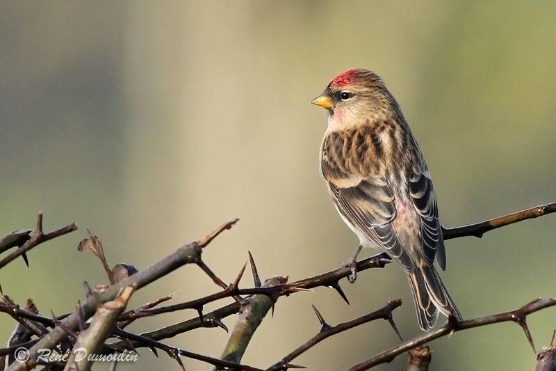 Lesser Redpoll male adult post breeding, pigmentation