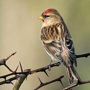 Lesser Redpoll