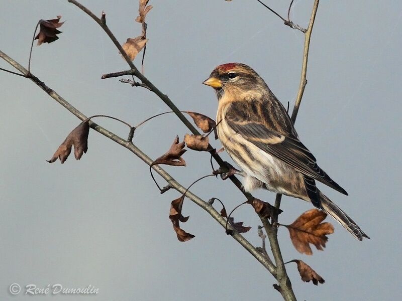 Lesser Redpoll female adult post breeding, identification