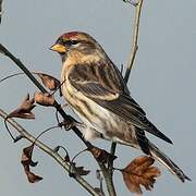 Lesser Redpoll