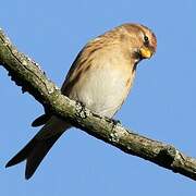 Lesser Redpoll