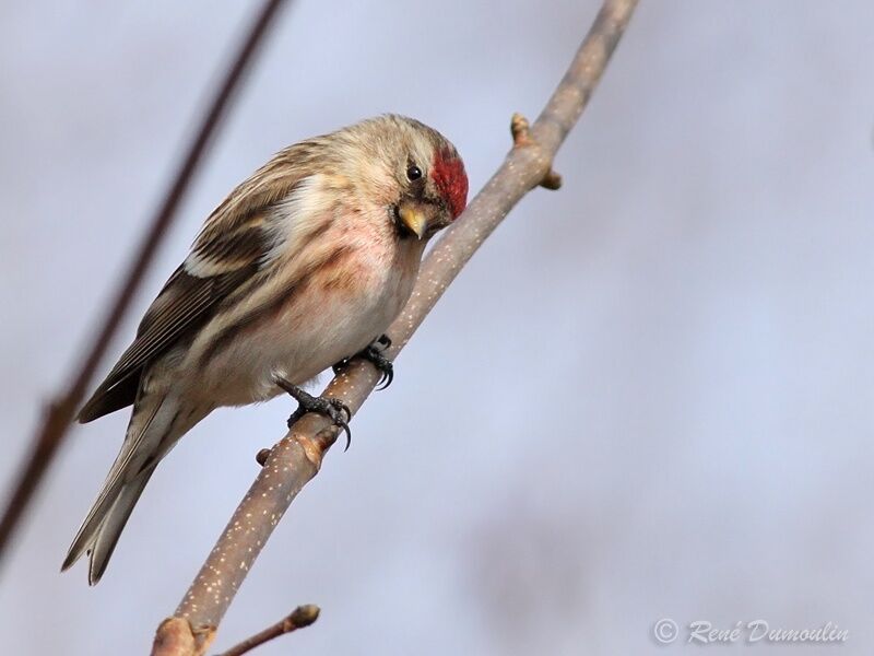 Lesser Redpoll male, identification