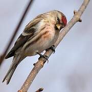 Lesser Redpoll