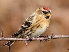 Lesser Redpoll