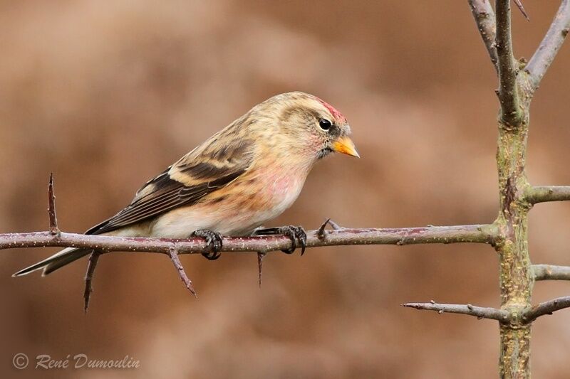 Lesser Redpoll male immature, identification