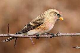 Lesser Redpoll