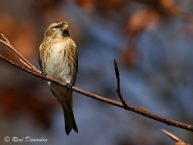 Lesser Redpoll, identification