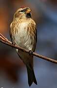 Lesser Redpoll