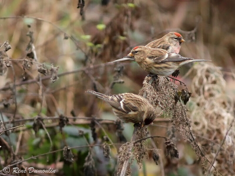 Lesser Redpoll, feeding habits, eats