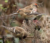 Lesser Redpoll