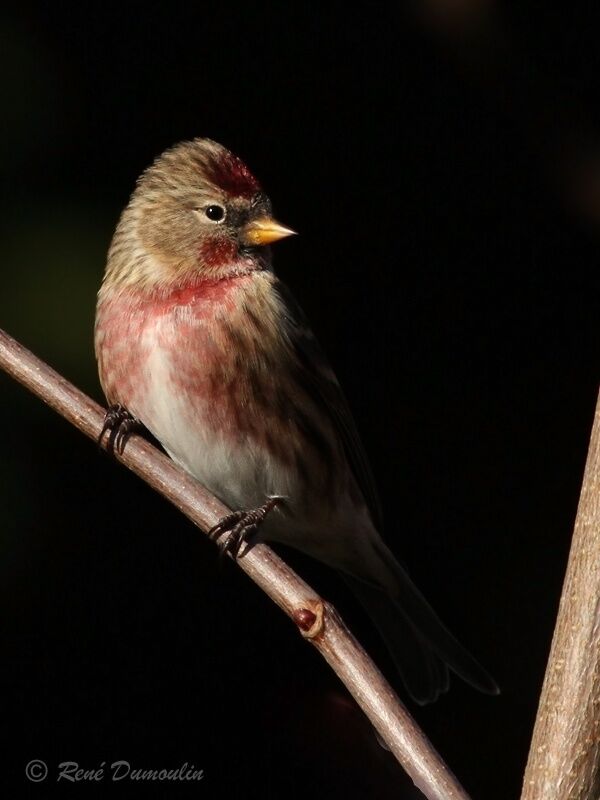 Lesser Redpoll male adult breeding, identification