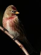 Lesser Redpoll