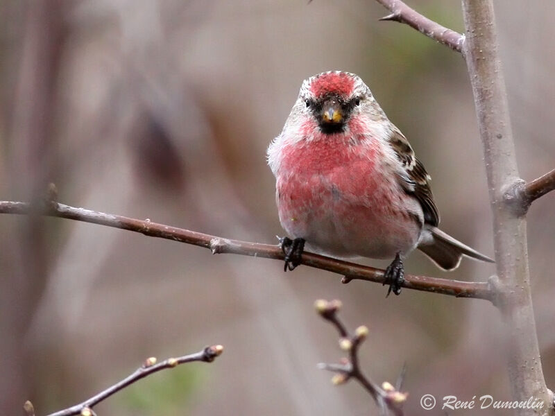 Lesser Redpoll male adult breeding, close-up portrait, pigmentation