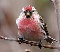 Lesser Redpoll