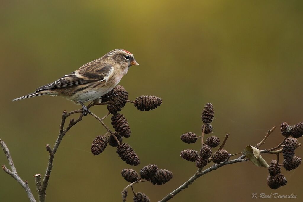 Lesser Redpolladult, identification