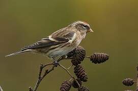 Lesser Redpoll