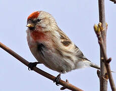 Lesser Redpoll