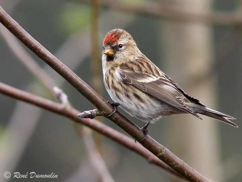 Lesser Redpoll female adult breeding, identification