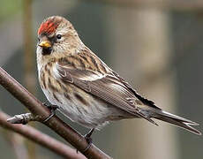 Lesser Redpoll